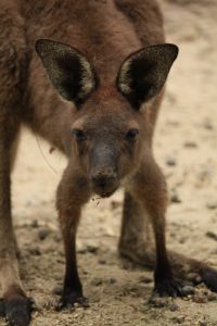 close up shot of a red kangaroo