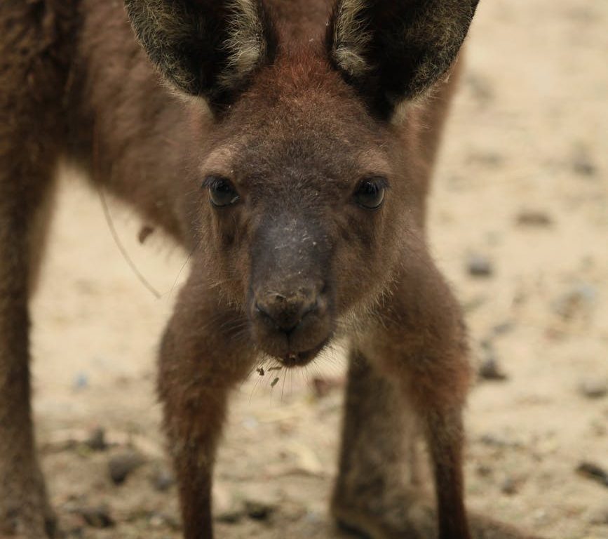 close up shot of a red kangaroo