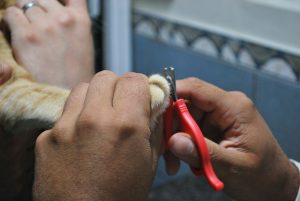 a person grooming a pet cat