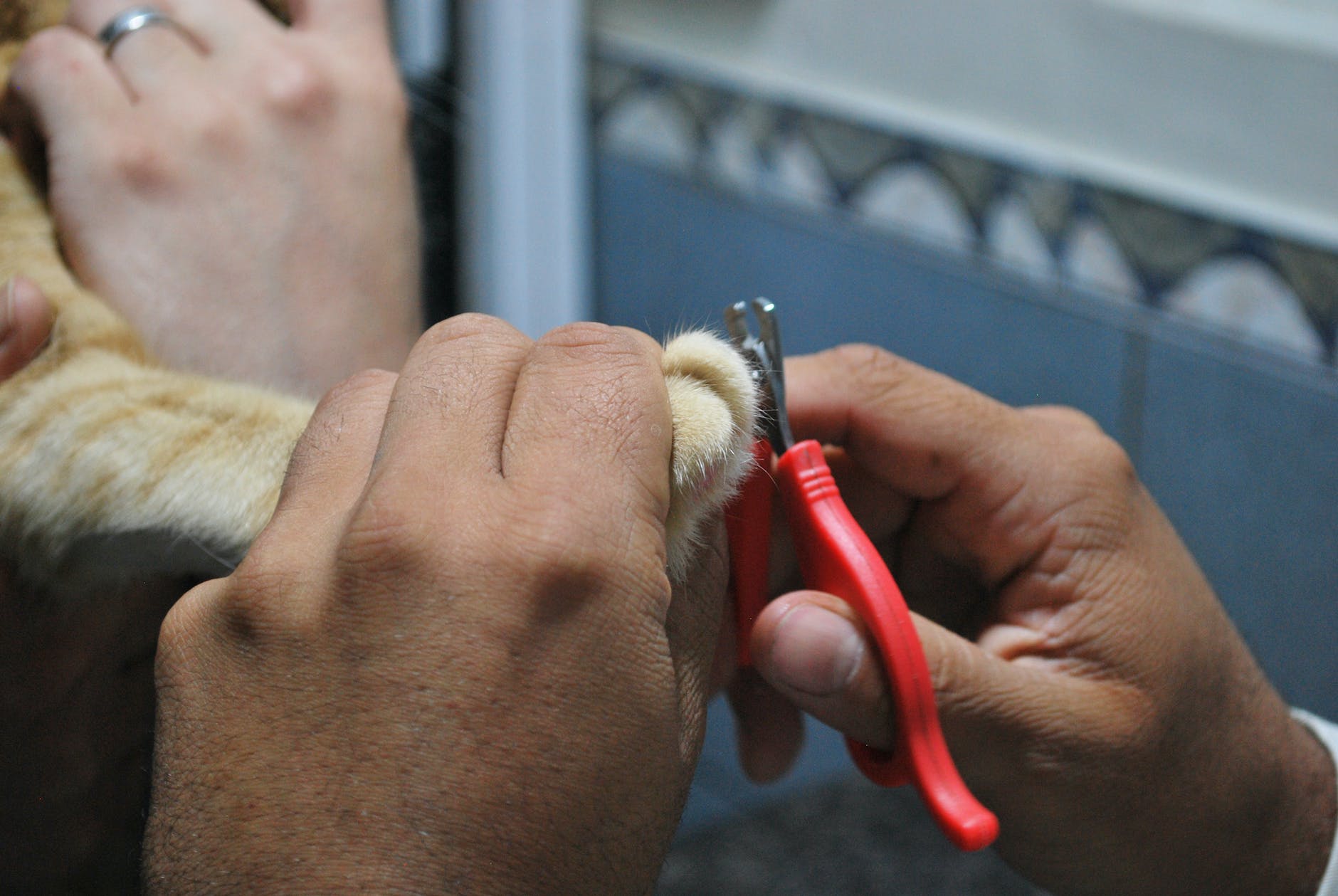 a person grooming a pet cat