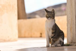 cat sitting in shadow